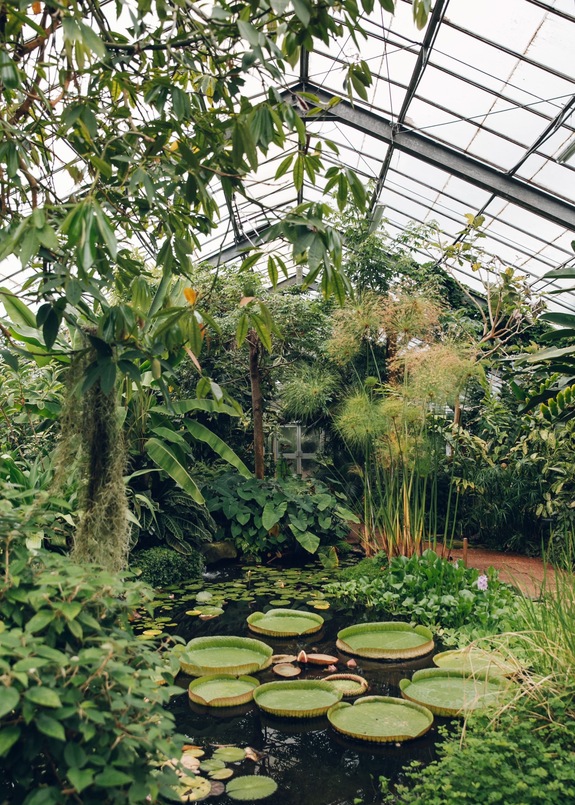 Dundee+University+Botanic+Garden+-+from+the+Haarkon+Greenhouse+Tour2